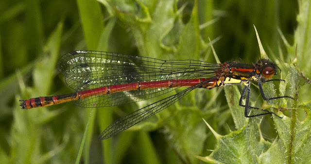 Large Red Damselfly, Pyrrhosoma nymphula.  Male.  In a riverside meadow near Leigh on 19 May 2012.