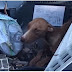 Bahamas Pet Trapped In Debris For Over 3 Weeks Makes It Through