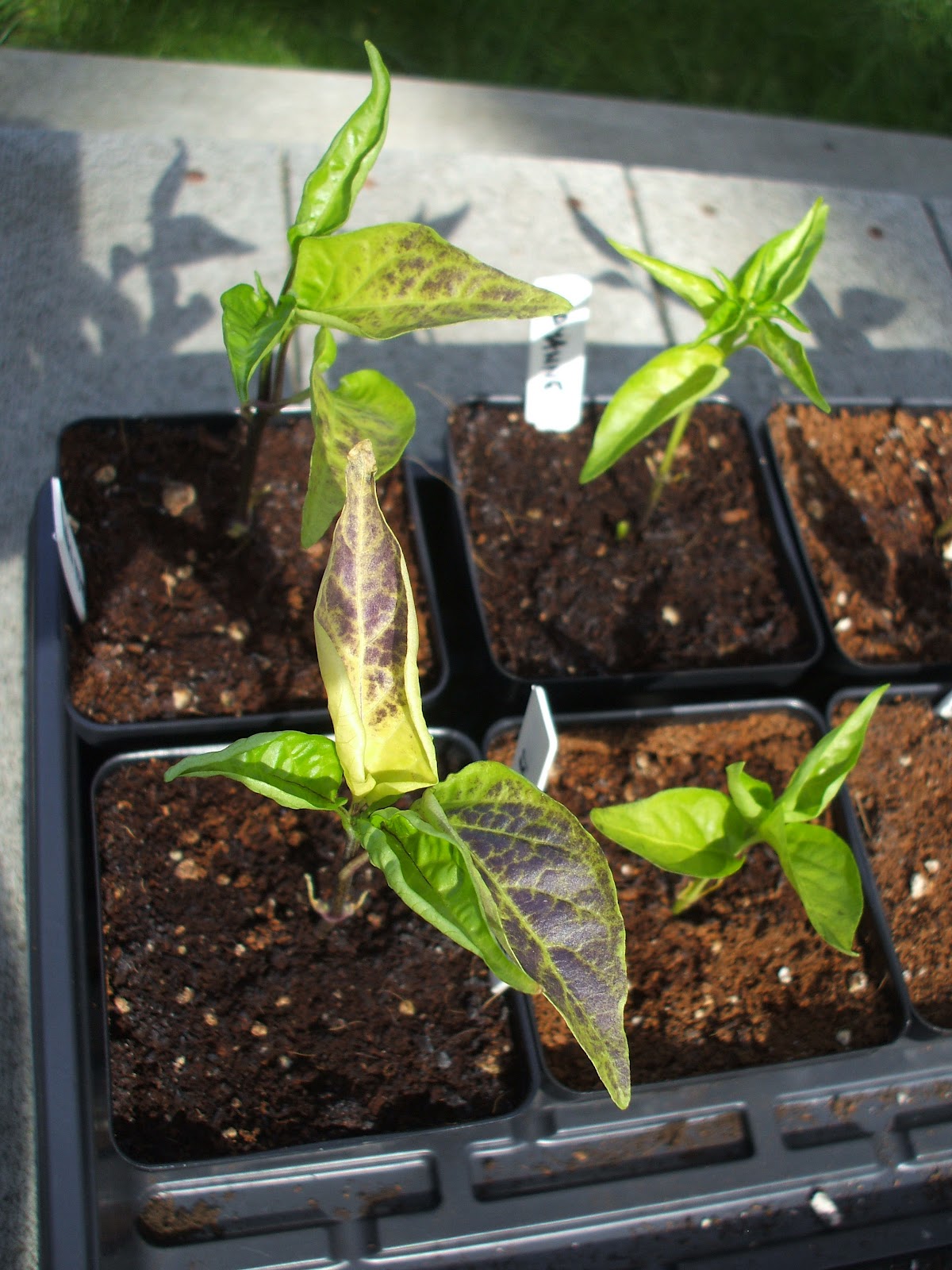 Suburban Gardeness Pepper Seedlings Turning Yellow UPDATE