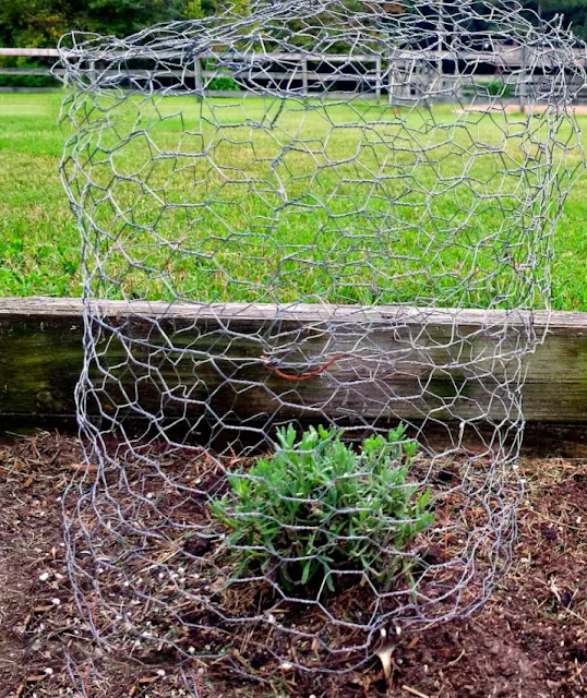 How to Make a Chicken Wire Garden Cloche Fresh Eggs Daily® with Lisa