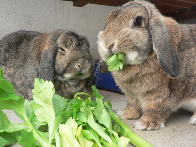 Est-ce qu'un lapin mange du céleri ?