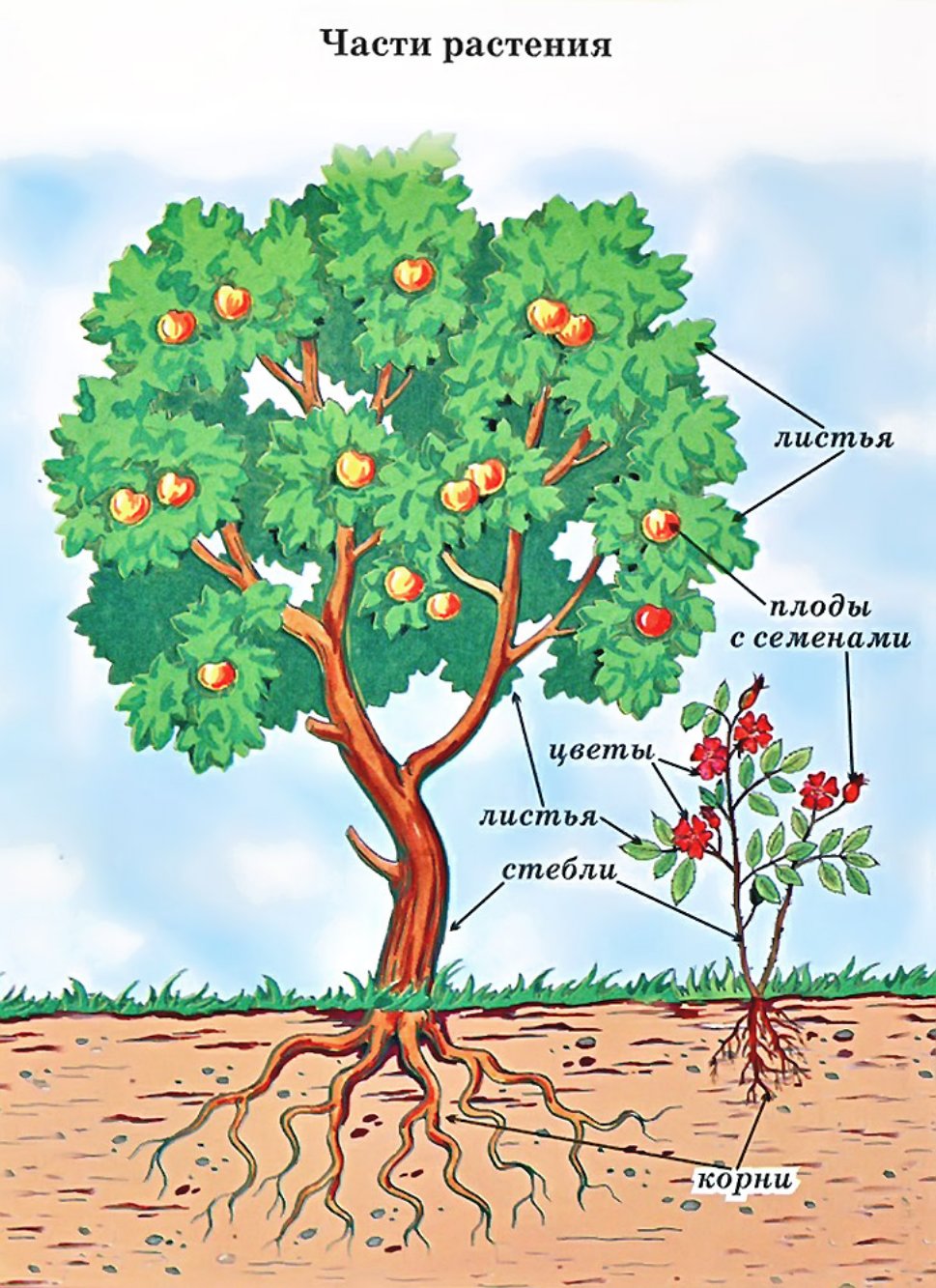 Яблоня части дерева