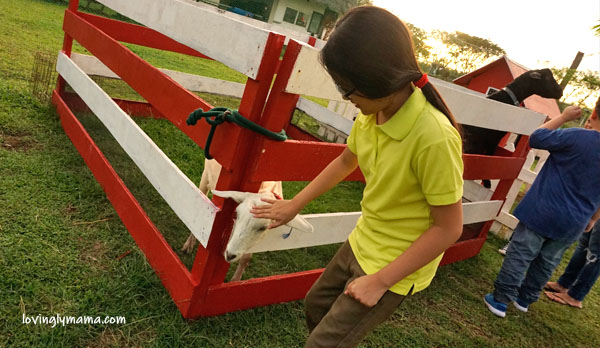 Happy Horse Farms Equestrian Center- Negros Occidental equestrian center - equestrian lessons - horse riding lessons - Talisay City - homeschooling - riding lessons for girls - Bacolod blogger - Bacolod mommy blogger - travel blogger - riding school