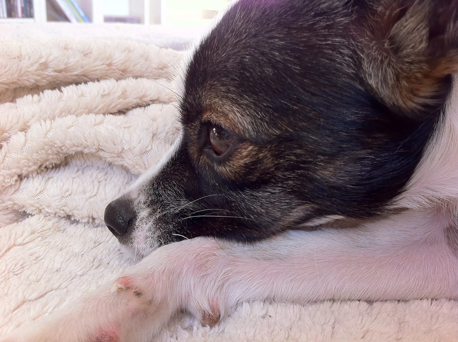 Serendipity is Life Was tun bei Giardien beim Hund?