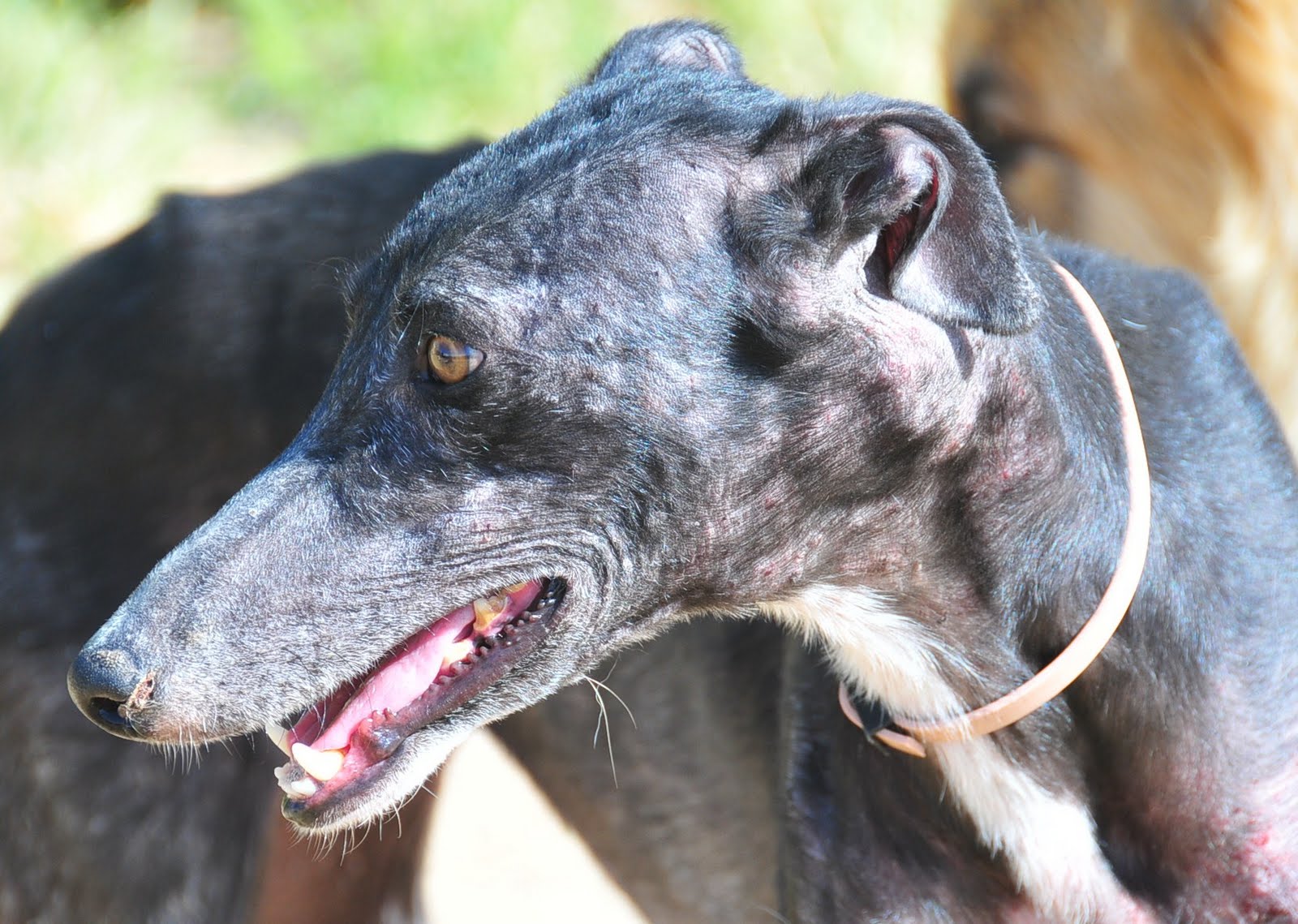 Scooby News Blog Deutsch Olga Ein neuer Hund für die virtuelle Adoption!