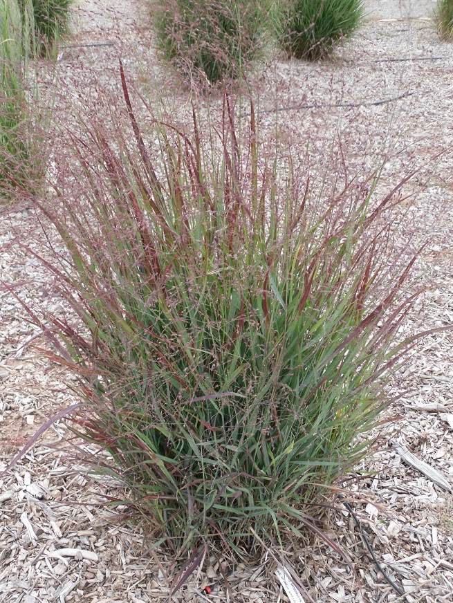 COHorts Best of the National Ornamental Grass Trials, Colorado Edition