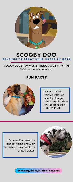 Scooby Doo infograph what kind of Dog is scooby Doo