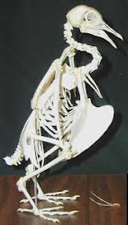 bird skeleton bones anatomy avian hollow skeletons wings dragons why skull modern animal osteology birds shoebill swan system duck enemies