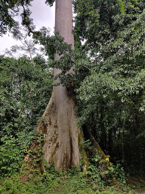 must visit attractions in Chiapas Palenque