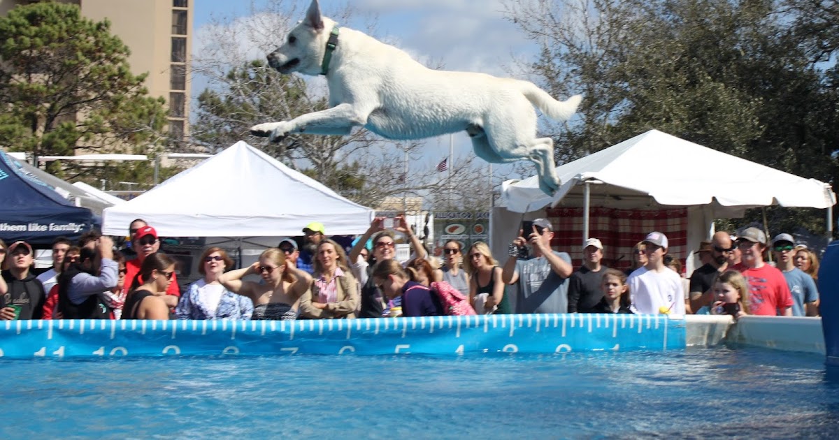 Lowcountry outdoors: 2018 SEWE Friday - Gone to the Dogs