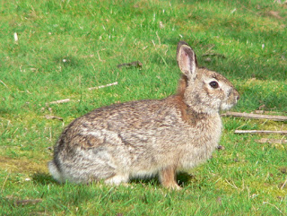 Sylvilagus bachmani