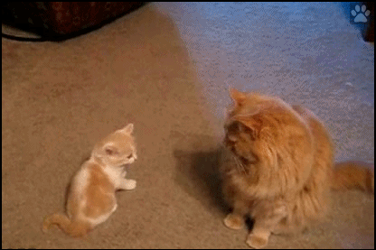 Funny Cat GIF • When a presumptuous Kitten attacks repetitively his father. “Oops sorry Dad I regret this poor decision” Funny Cat GIF • When a presumptuous Kitten attacks repetitively his father. “Oops sorry Dad I regret this poor decision”