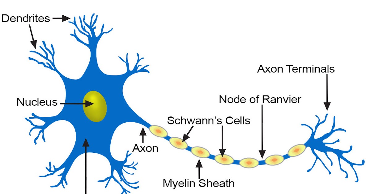 Psikologi Jenis dan  Fungsi Neuron