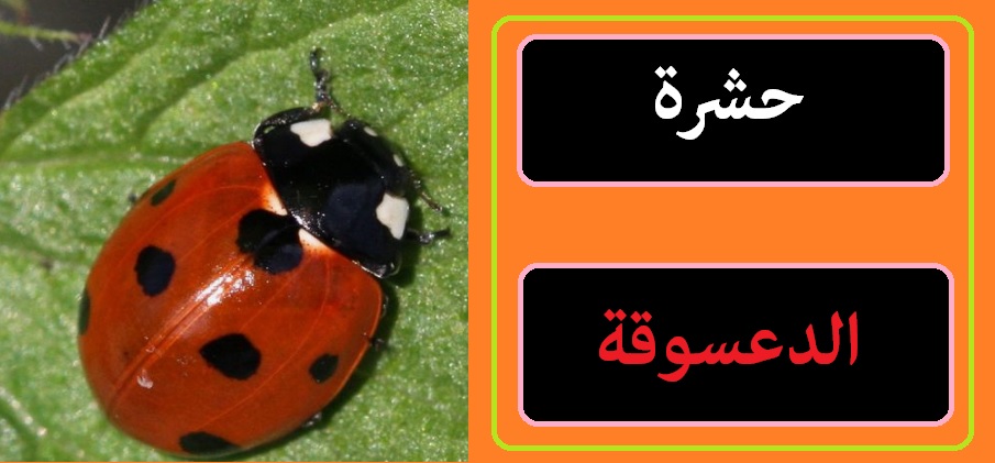 حشرة صغيرة جدا لونها بني