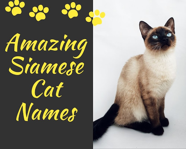 150+ Amazing Siamese Cat Names - ( Unisex, Funny, Mystical )