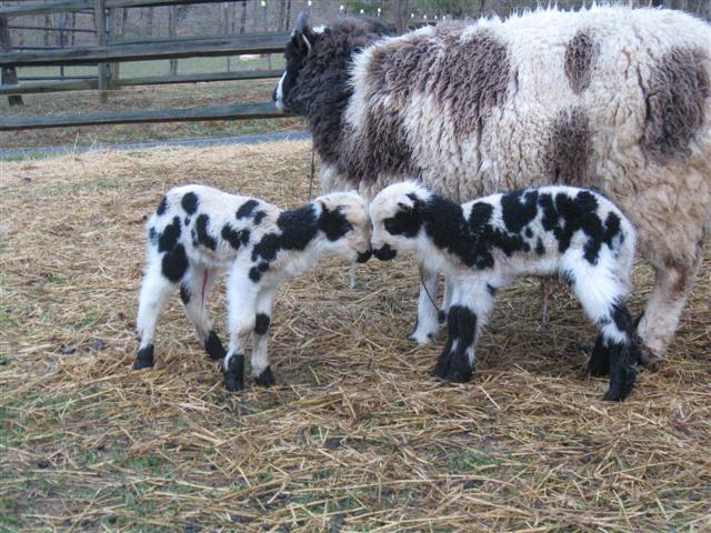 Jaden and newborn twin ewe lambs
