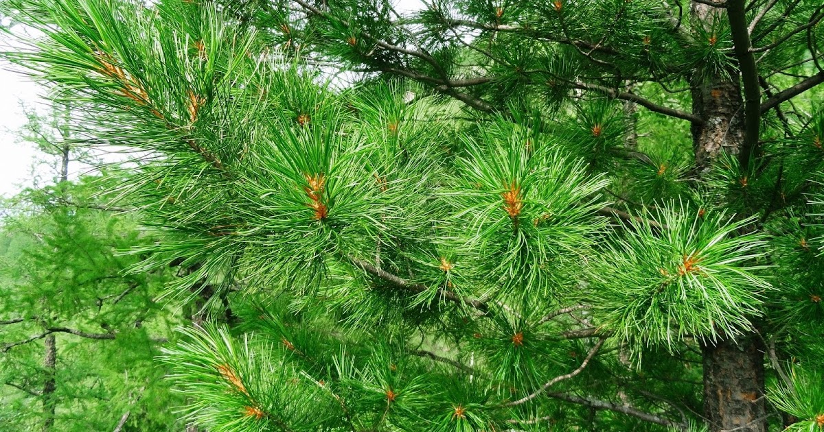 Beautiful Green Tree Wallpaper