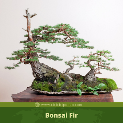 Bonsai Fir