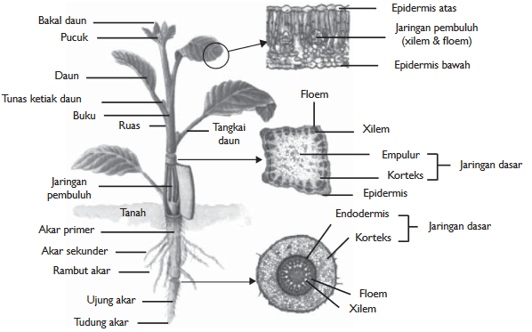 Organ & Sistem Organ : Pengertian, Jenis/Macam, dan Fungsi lengkap