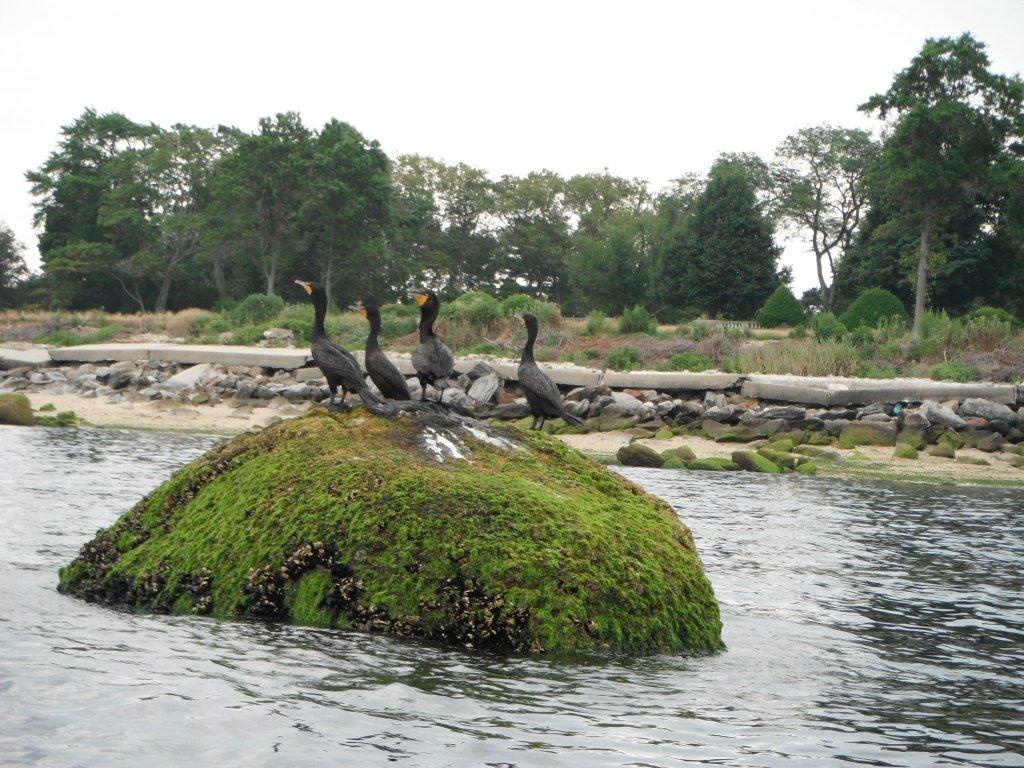 EnviroYak Oyster Bay Paddling Trail North Shore of Long Island