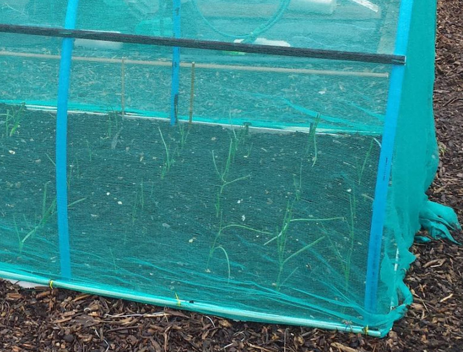 Alans Allotment Blue Water Pipe & Netting