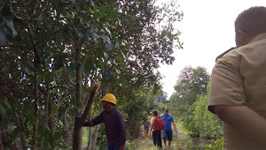Tebang Mangrove, Masyarakat Desa Sarawet Sorot PT ABSM