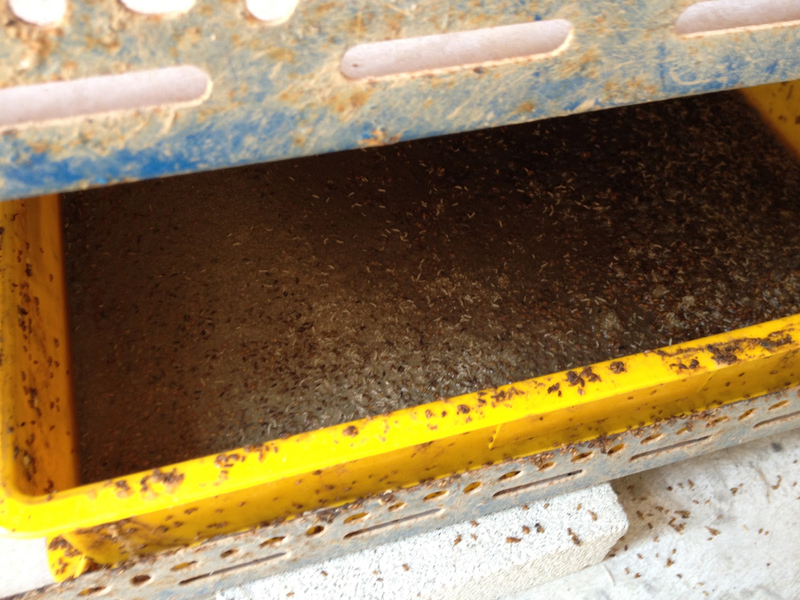 Swiftlet Farming: Million Dollars A Year Income Potential.: The First ...