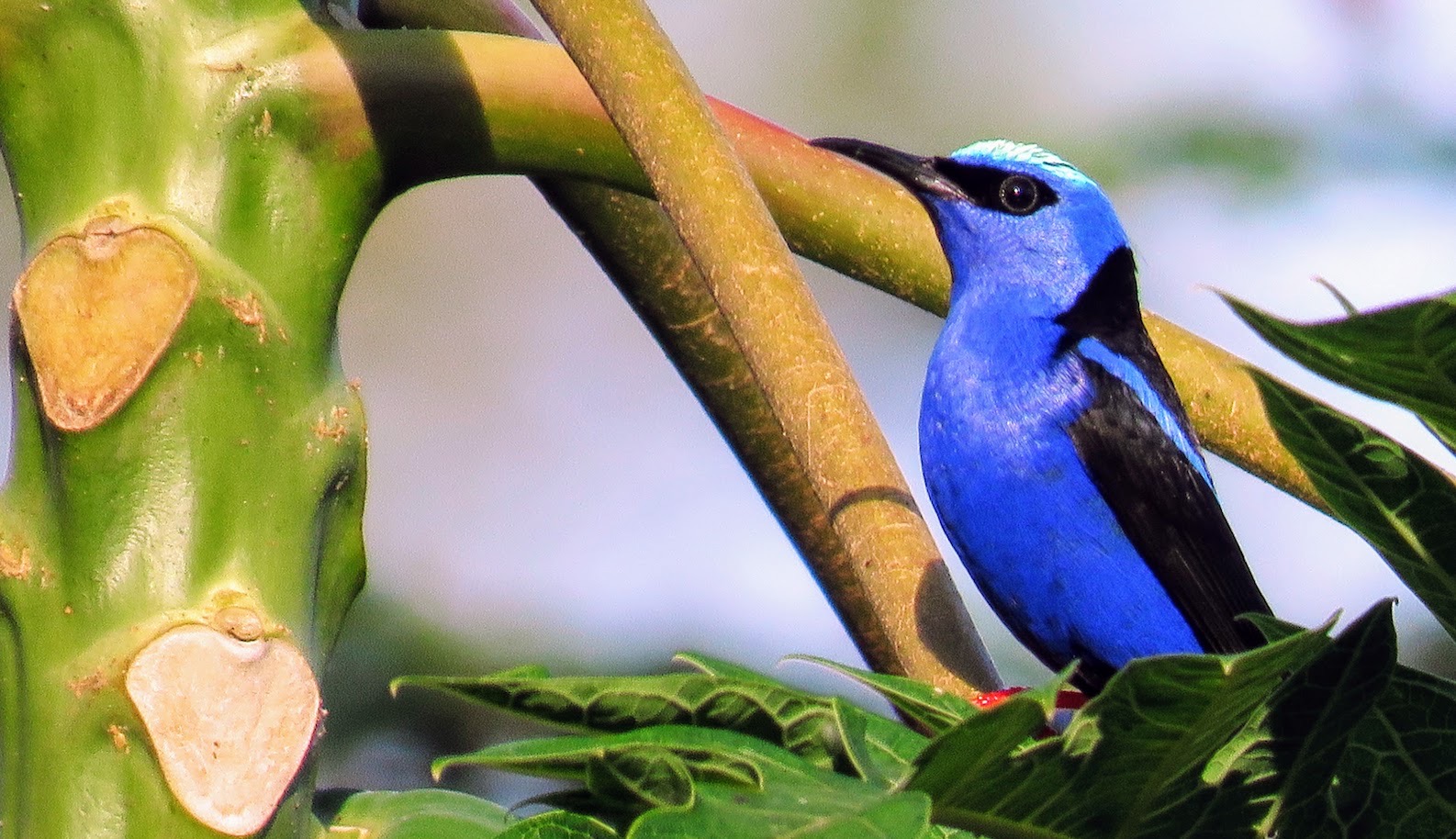 Identifying Costa Rica Birds