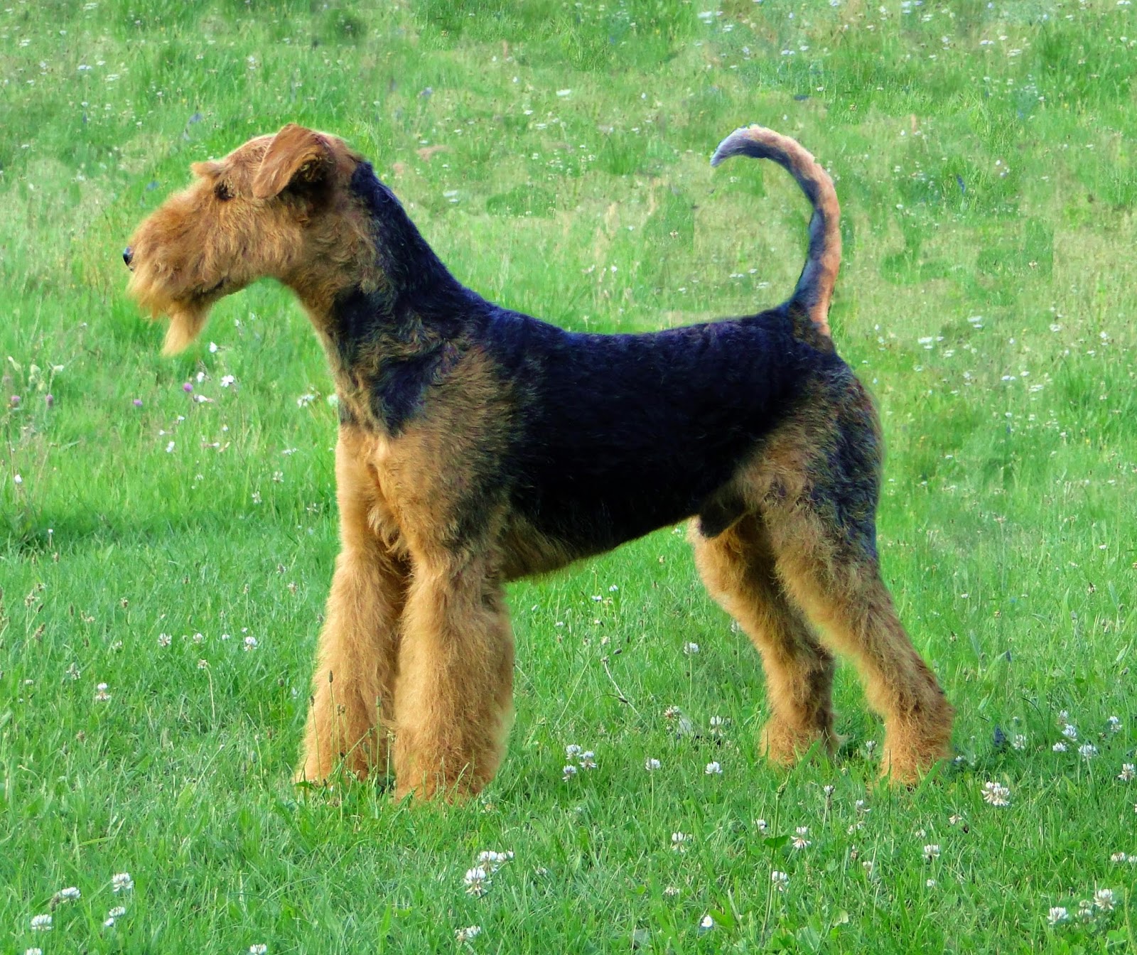 The Animal: Airedale Terrier Dog