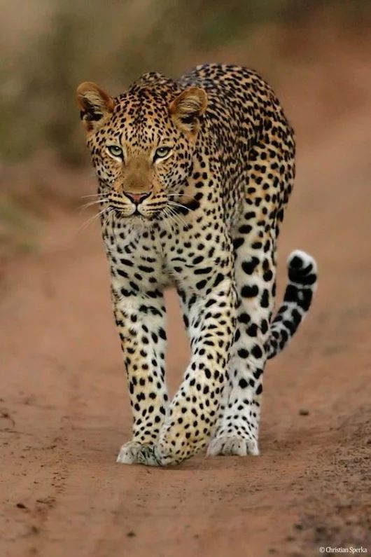 Leopardo | Panthera pardus