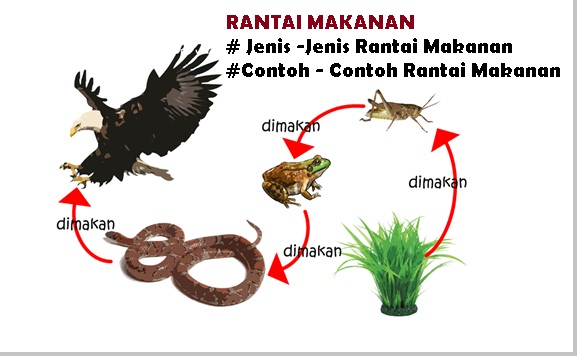 Rantai makanan di padang rumput