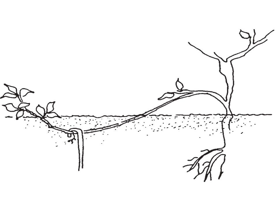 Layering Asexual/vegetative propagation