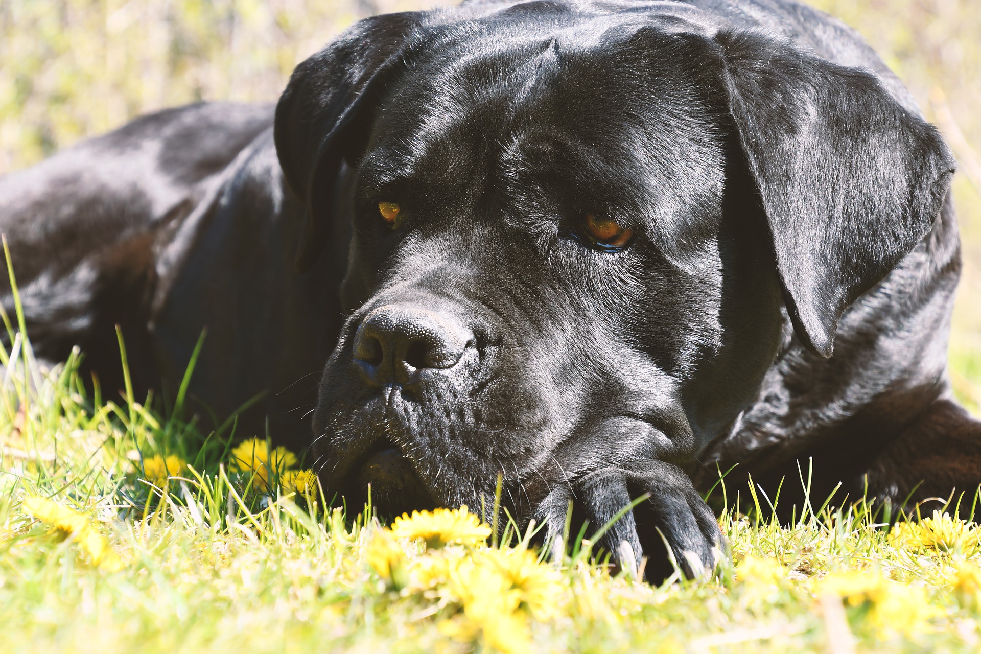 10 Blackest Dog Breeds Ever