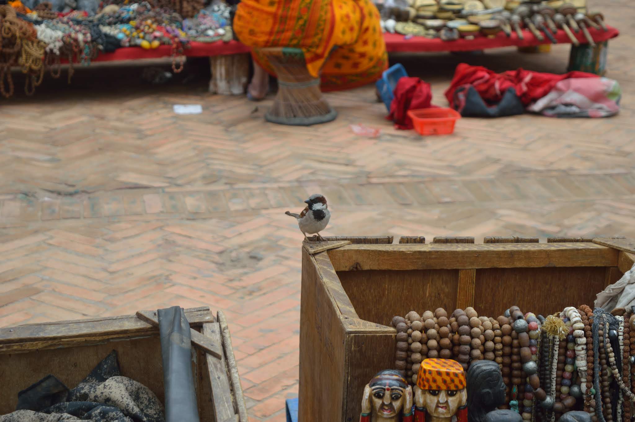 nepal, shiv sangal, scenic beauty, sparrow