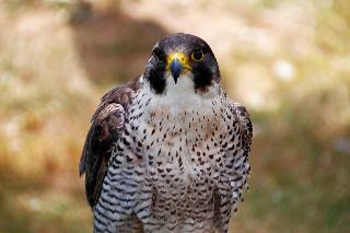 Peregrine Falcon/Fastest creature in the world