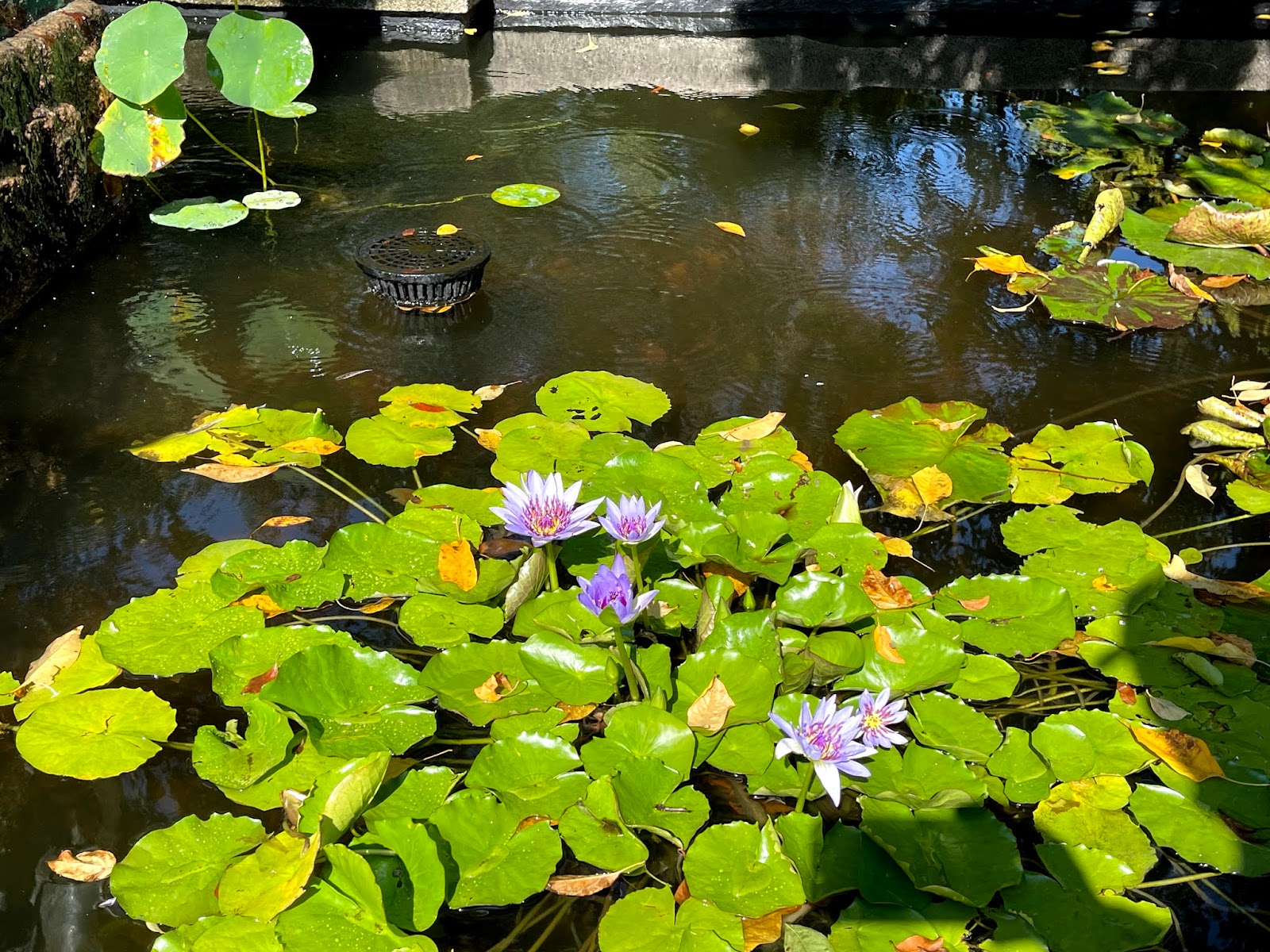 Central Park Colors - Pool water  Lilies