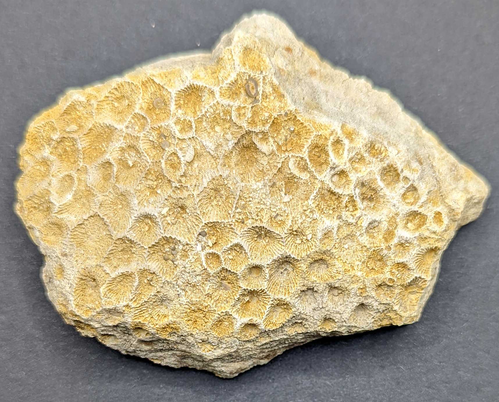 Louisville Fossils and Beyond Hexagonaria Coral with Hederella