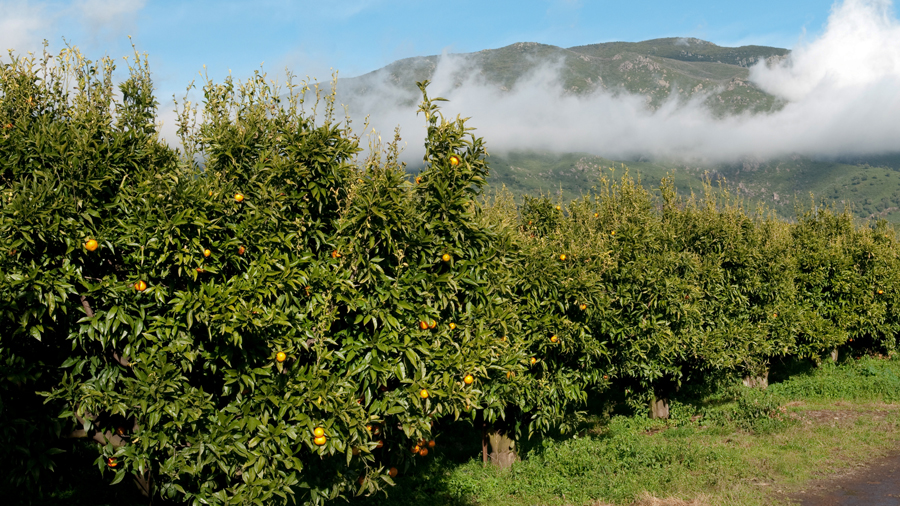Comment S'appelle L'arbre De La Clémentine Europe Active - Le Mag: La Clémentine de Corse