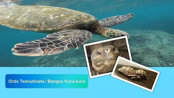 habitat dan informasi lengkap kura kura kura kura adalah