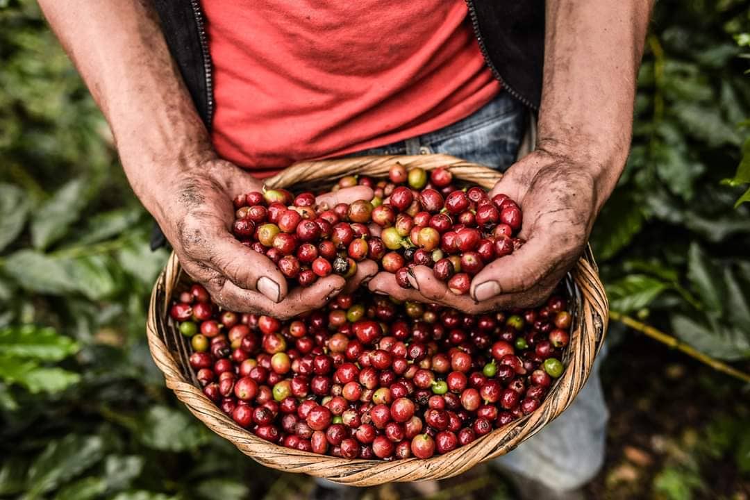 Sowers4Pastors The Amazing 2019 Coffee Harvest!