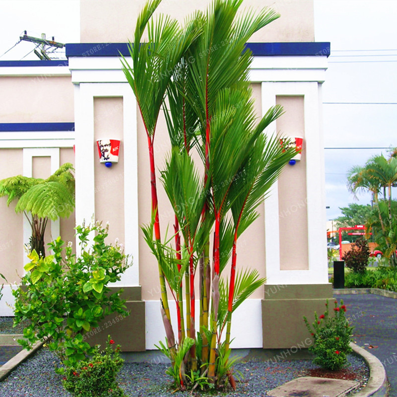Lipstick Palm Tree CYRTOSTACHYS RENDA 10 Seeds Red Palm Tropicals eBay