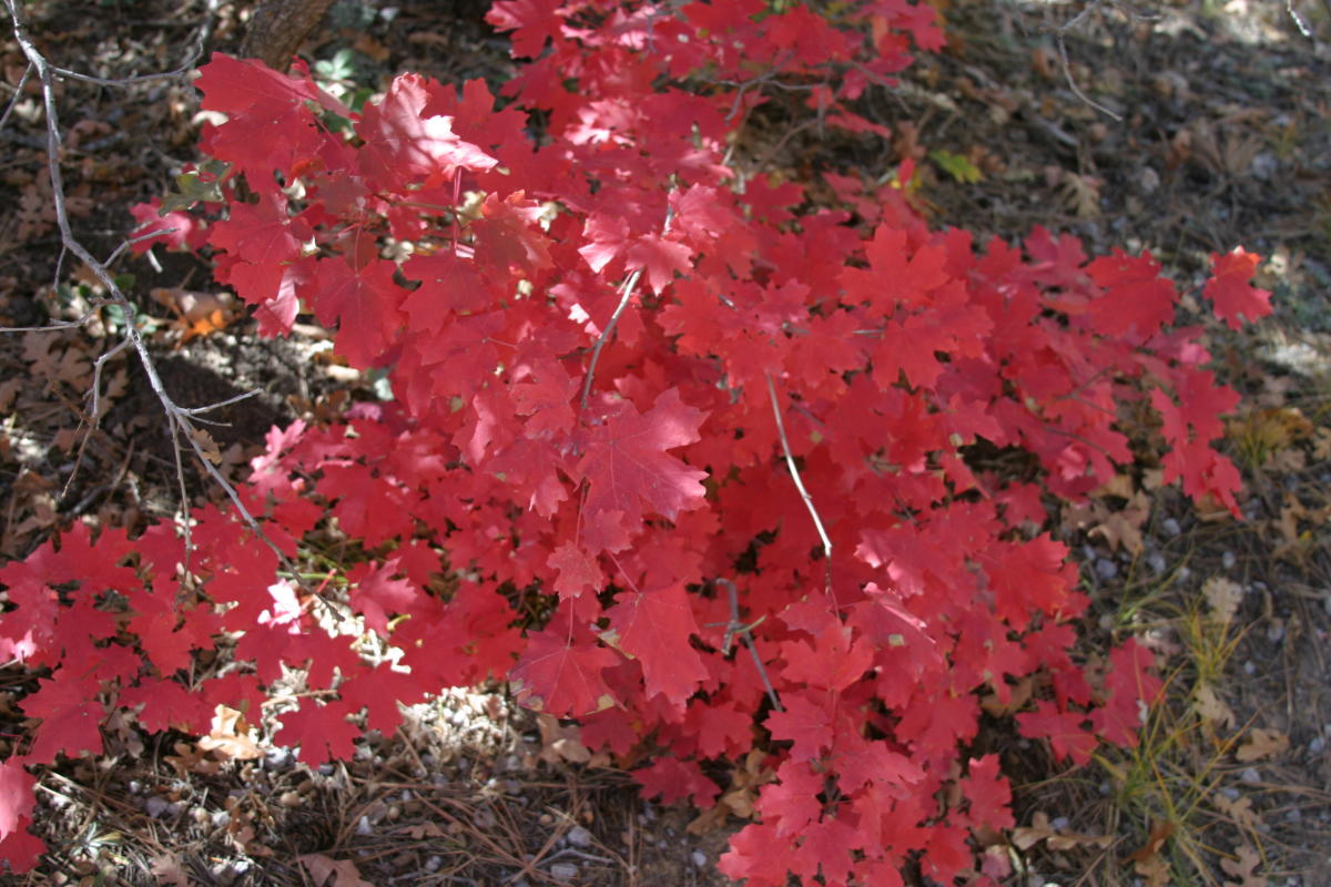 Mountain Gardens Blog: Autumn Leaves & the Native Big Tooth Maple