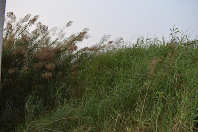 Kans grasses at Baikka Beel Kans grasses at Baikka Beel