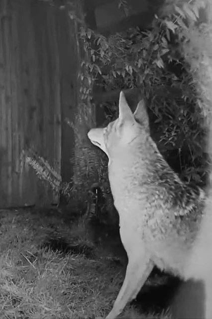 Cat escapes coyote by climbing