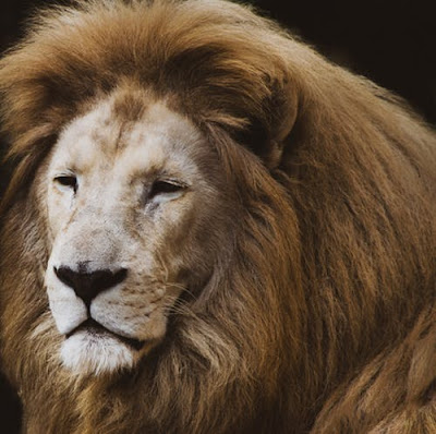 Lion Images Lion Images