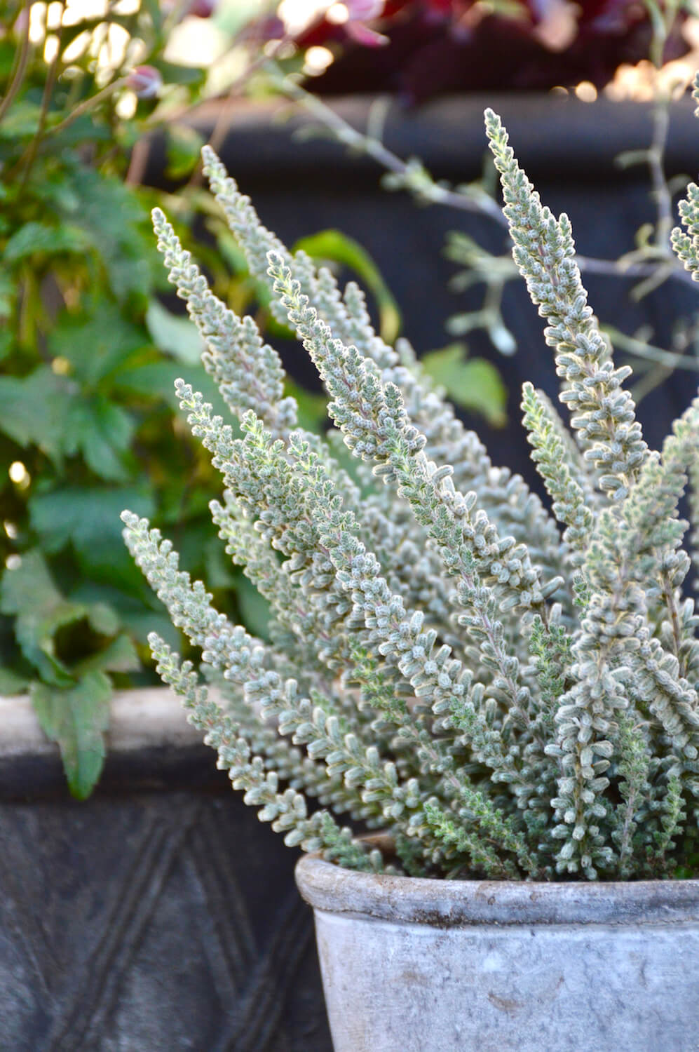 harmaa calluna