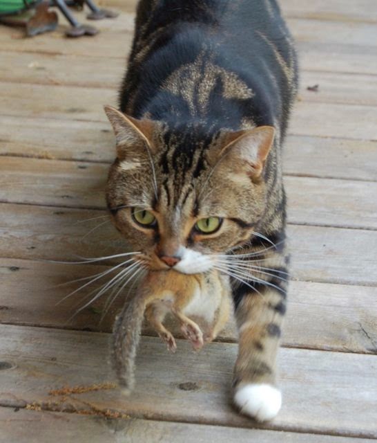 Animal Endocrine Clinic Using a LowIodine Diet (y/d) in Hyperthyroid Cats Allowed Outdoors