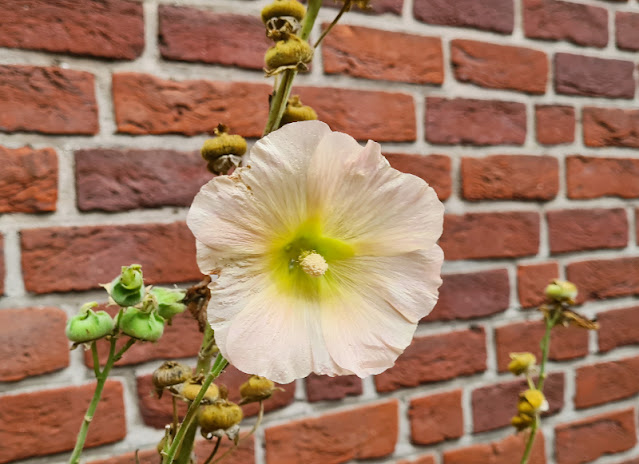 Anleitung: Stockrosen-Samen ernten & Stockrosen aus Samen ziehen. Ich zeige Euch auf Küstenkidsunterwegs Schritt für Schritt, wie Ihr Stockrosensamen erntet und neue Stockrosen-Pflanzen ganz einfach im Garten anpflanzt!