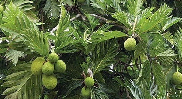 Manfaat Daun Sukun Untuk Ginjal, Diabetes, Jantung Beini Cara
