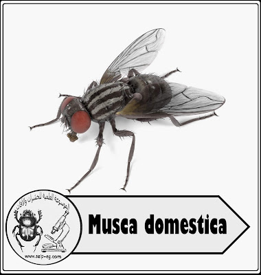 الذبابة المنزلية Musca domestica تصنيفها ودورة حياتها وعاداتها ومخاطرها